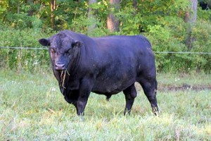One of our Angus bulls.