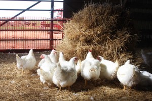 Chickens pecking at a bale of straw
