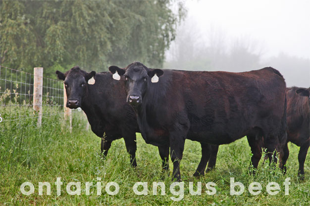Ontario angus cows